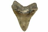 Serrated, Fossil Megalodon Tooth - North Carolina #328411-2